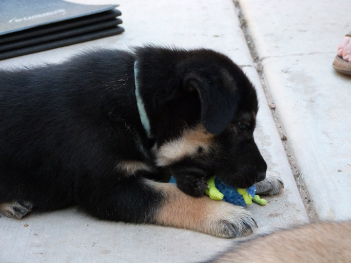 chinook dog